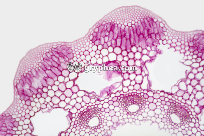 Tige de Prêle x25 - gryphea.com